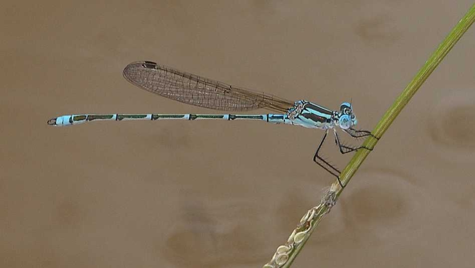 J19_2838 Austrolestes aridus male.JPG